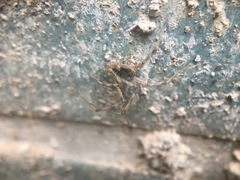Parasteatoda