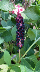 Phytolacca acinosa