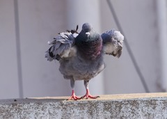 Columba livia domestica