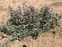 Penstemon albomarginatus