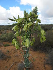 Albuca grandis