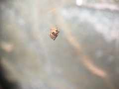 Parasteatoda