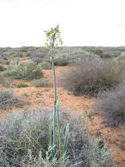 Albuca grandis