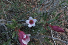 Pachypodium bispinosum