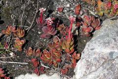 Crassula rubricaulis