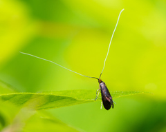 Adela caeruleella