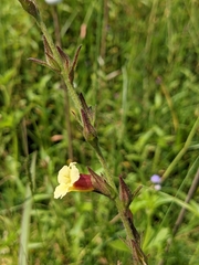 Centranthera cochinchinensis