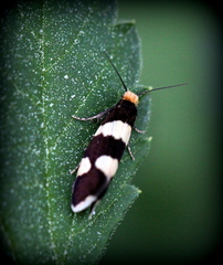 Lampronia capitella