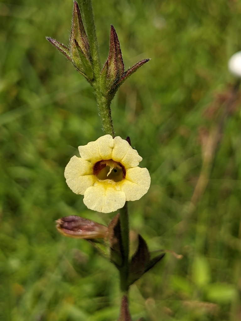 Centranthera