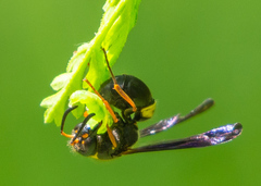 Ancistrocerus unifasciatus