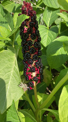 Phytolacca acinosa