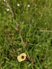 Centranthera cochinchinensis