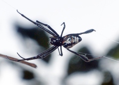 Leucauge fastigata