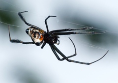 Leucauge fastigata