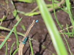 Ischnura perparva