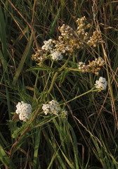 Achillea setacea