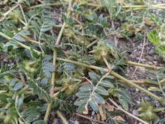 Tribulus terrestris terrestris
