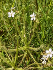 Drosera finlaysoniana