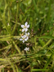 Drosera finlaysoniana