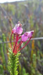 Erica obliqua