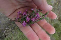 Erica gracilis