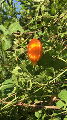 Momordica charantia