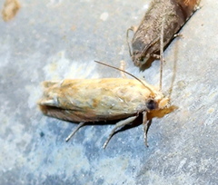 Eucosma mormonensis