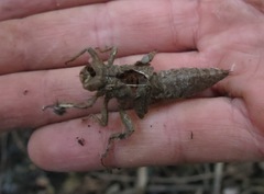 Cordulegaster dorsalis