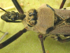 Rhynocoris neavei