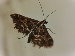 Diasemia reticularis
