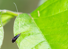 Adela caeruleella