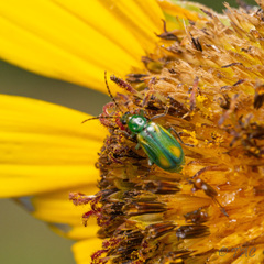 Diabrotica longicornis