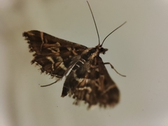 Diasemia reticularis