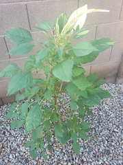 Amaranthus palmeri
