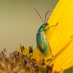 Diabrotica longicornis