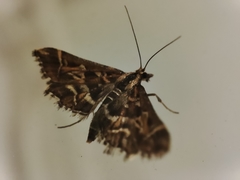 Diasemia reticularis