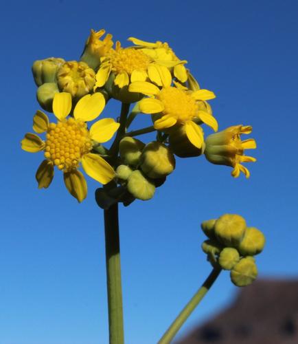 Othonna parviflora