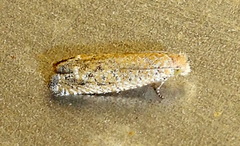 Pelochrista comatulana