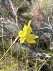 Bobartia orientalis