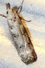 Dichomeris inversella
