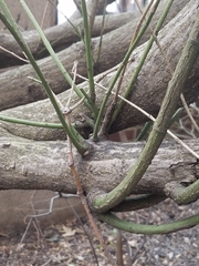 Euonymus europaeus