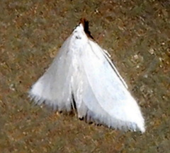 Leptosteges vestaliella