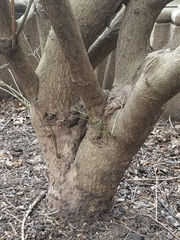 Euonymus europaeus