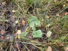 Caltha palustris