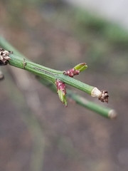 Euonymus europaeus