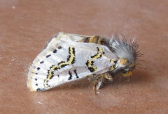 Procanthia distantii