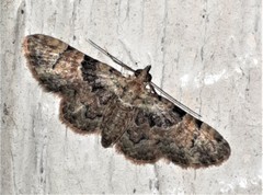 Gymnoscelis derogata