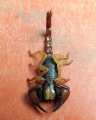Opistophthalmus latro