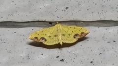 Botyodes principalis