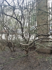 Euonymus europaeus